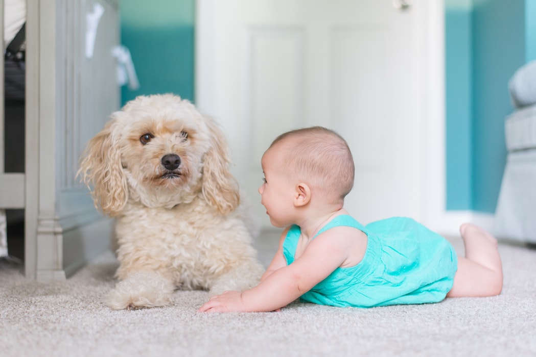 baby-dog