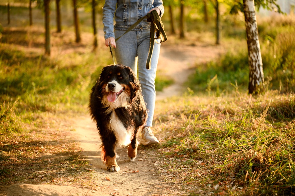 Person walking dog in Cashiers NC on a pet friendly vacation